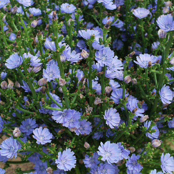 Blüte von Cichorium - Puntarelle