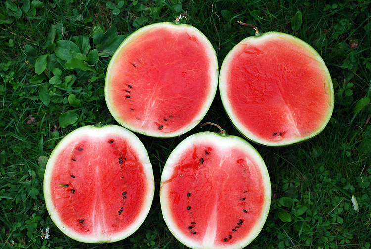 Kleinfrüchtige, kleinsamige Wassermelone 2019
