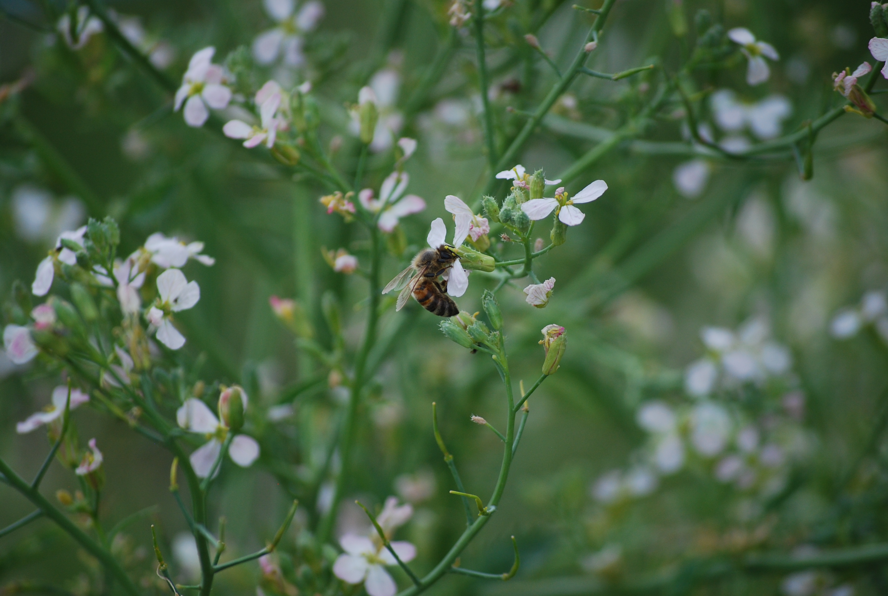 Biene in Rettichblüte