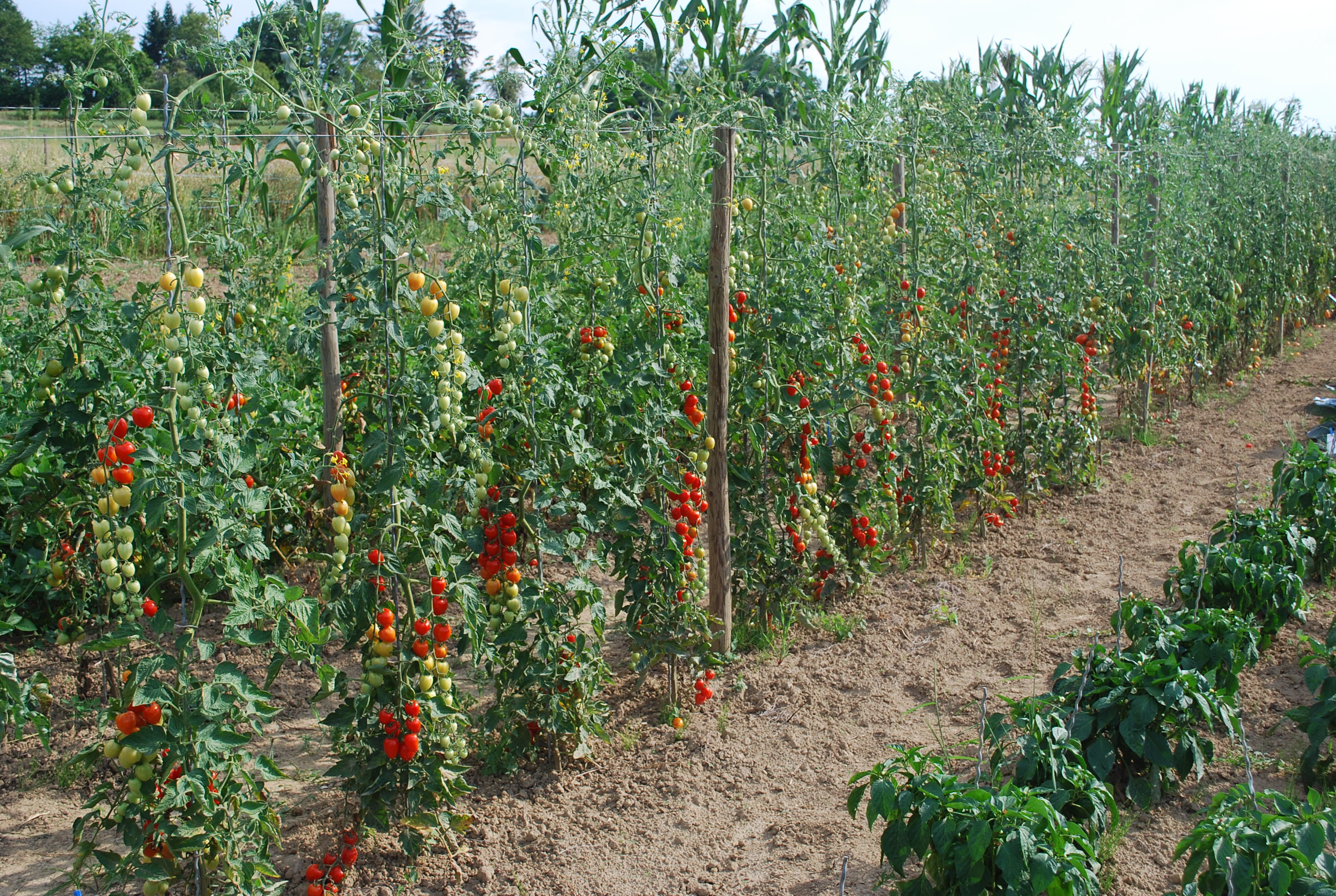 Tomatenreihen Mundingen